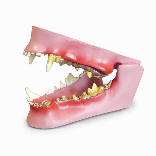 Canine Jaw Anatomy Model
