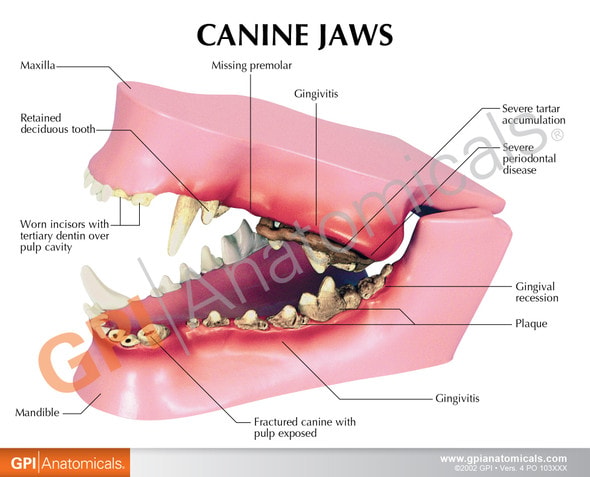 Canine Jaw Anatomy Model
