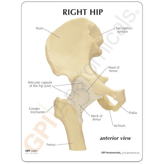 Hip Joint Anatomy Model