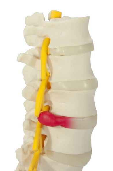5 Piece Vertebral Column Anatomy Model With Sacrum 5 Piece Vertebral Column Anatomy Model With Sacrum