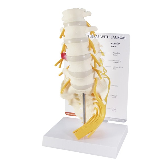 5 Piece Vertebral Column Anatomy Model With Sacrum