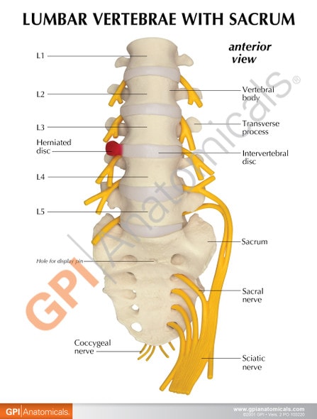 5 Piece Vertebral Column Anatomy Model With Sacrum