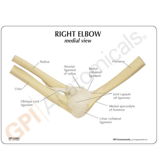Basic Elbow Joint Anatomy Model