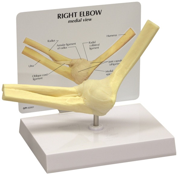 Basic Elbow Joint Anatomy Model