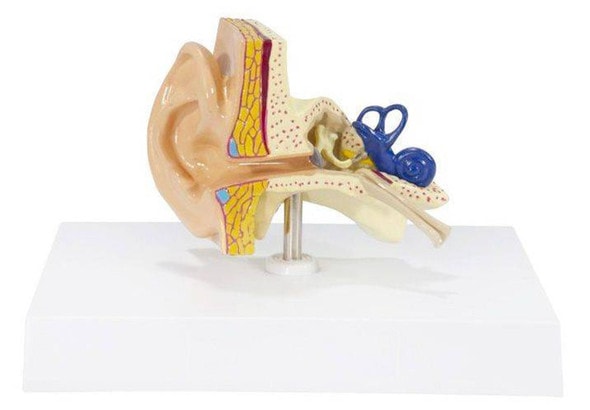 Basic Ear Anatomy Model