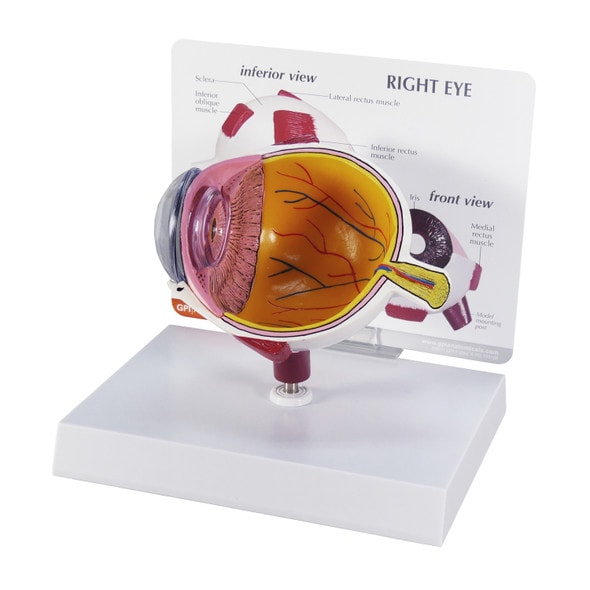 Cutaway Eye Anatomy Model