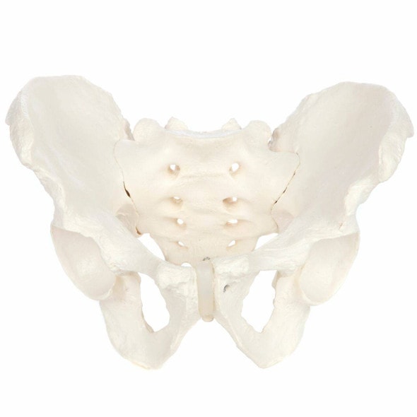 Axis Scientific Skeletal Pelvis Anatomy Model Set Axis Scientific Skeletal Pelvis Anatomy Model Set