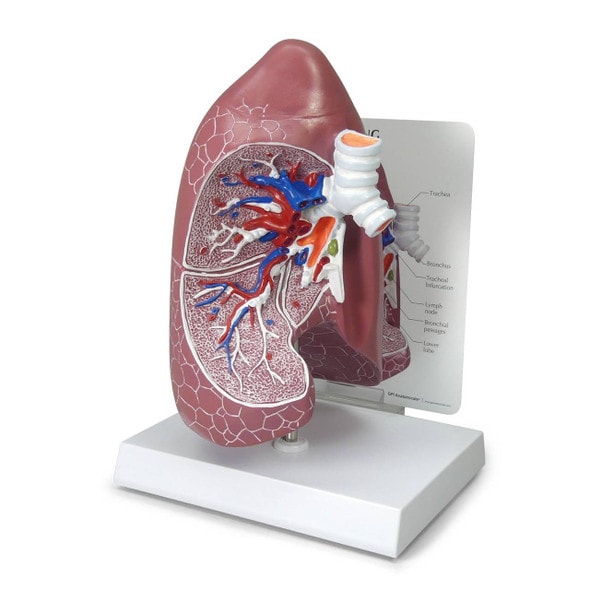 Basic Lung Anatomy Model Basic Lung Anatomy Model