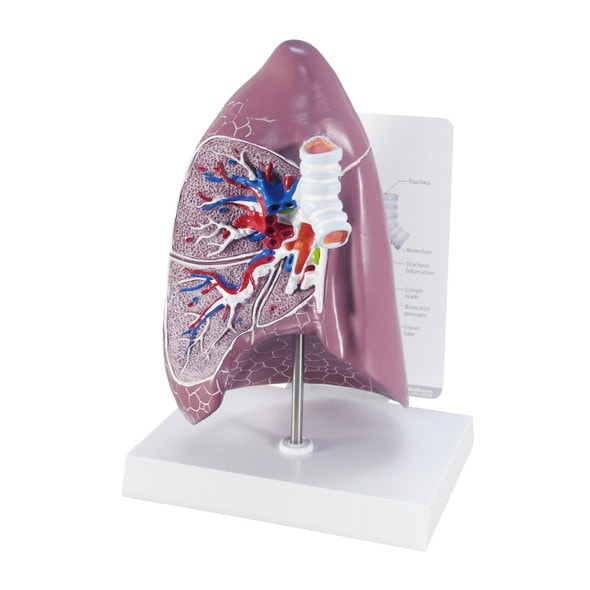 Basic Lung Anatomy Model