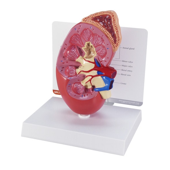 Basic Kidney Anatomy Model