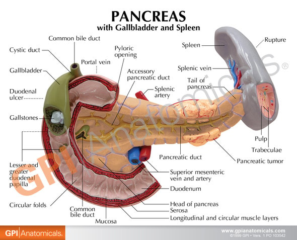 Pancreas Gall Bladder and Spleen Anatomy Model