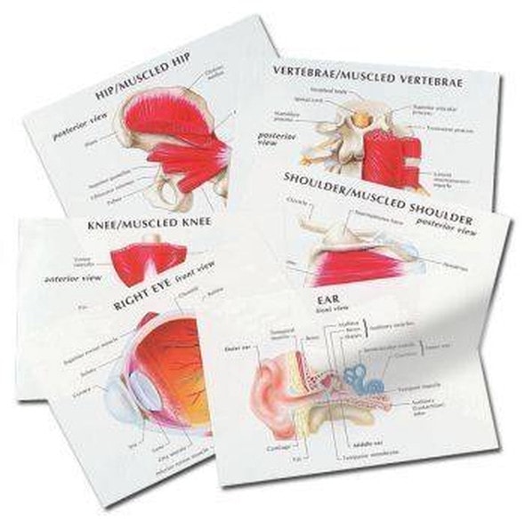 Anatomical Education Transparency Set
