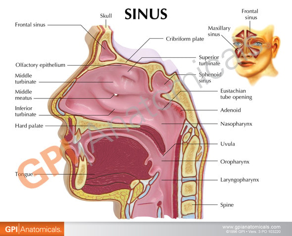 Basic Sinus Anatomy Model