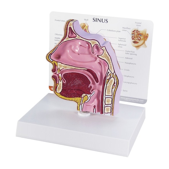 Basic Sinus Anatomy Model