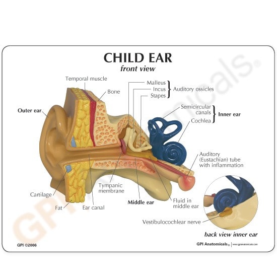 Child Ear Anatomy Model