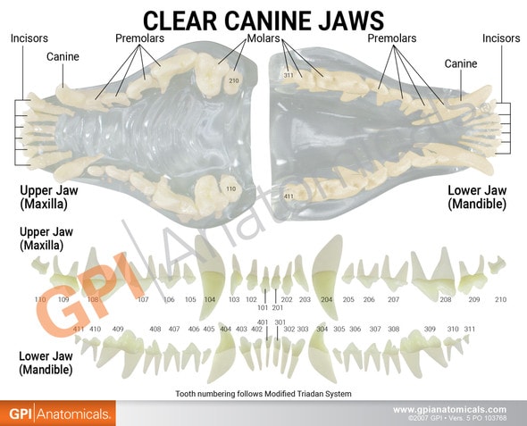 Canine Clear Jaw Anatomy Model Anatomical Diagram Canine Clear Jaw Anatomy Model Anatomical Diagram