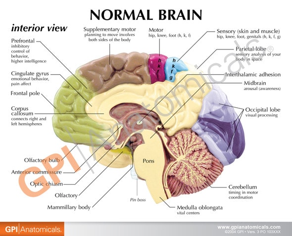 Half Brain Sensory and Motor Areas Anatomy Model