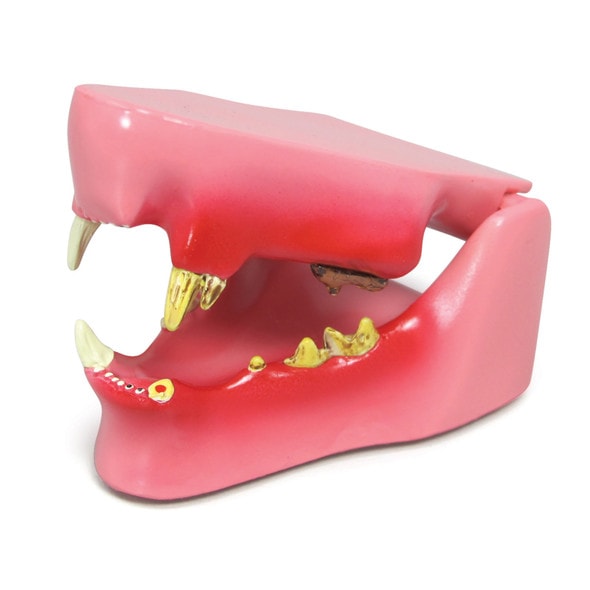 Feline Jaw Anatomy Model