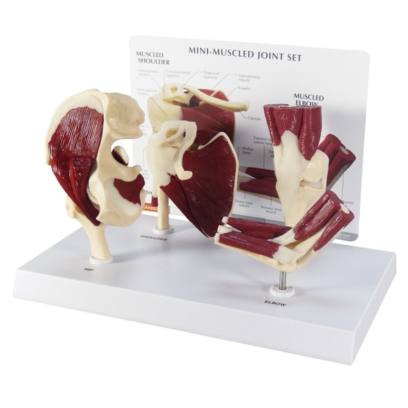 Mini-Muscled Joint Anatomy Model Set
