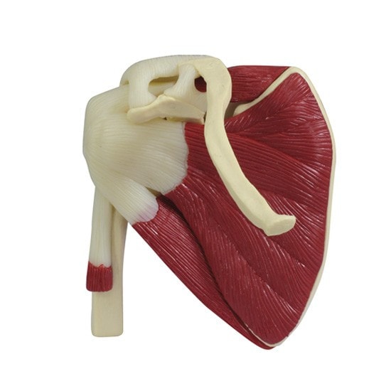 Mini-Muscled Joint Anatomy Model Set
