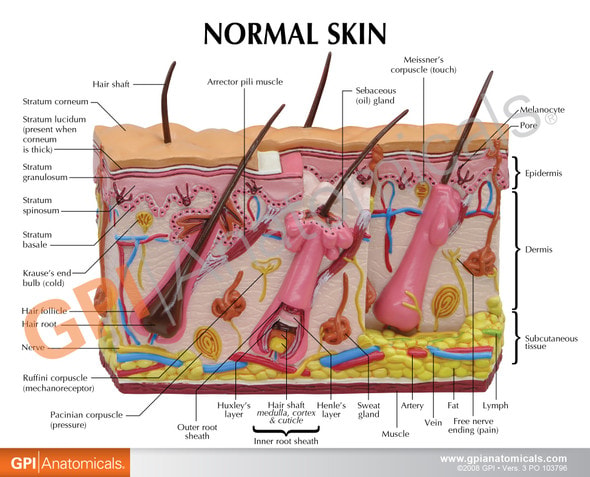 Skin Normal/Acne Anatomy Model