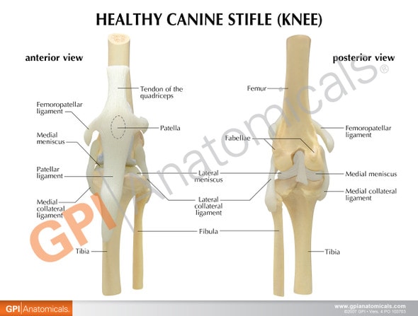 Canine 4-Stage Knee Anatomy Model