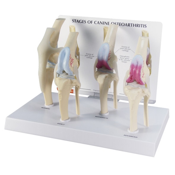 Canine 4-Stage Knee Anatomy Model