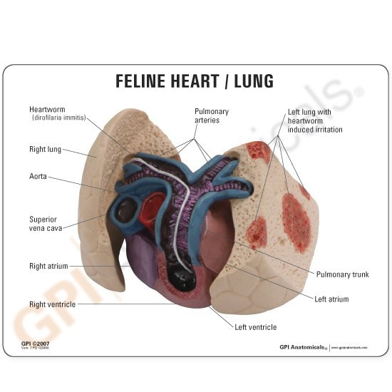 Feline Heart / Lung Anatomy Model