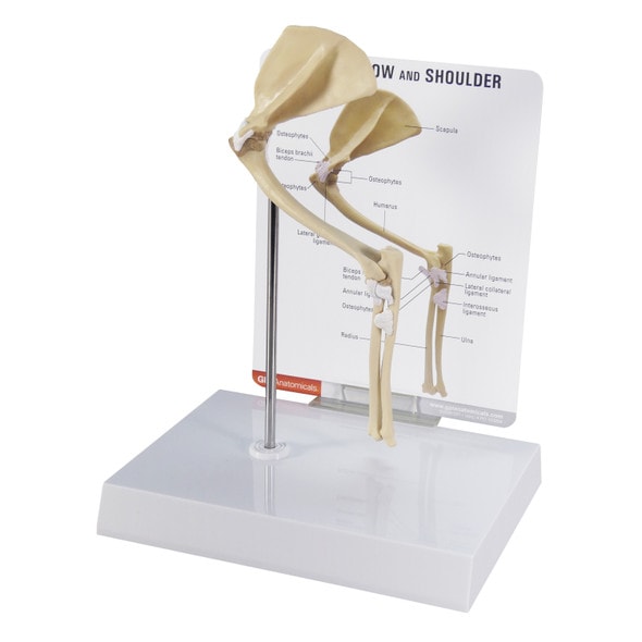 Feline Elbow and Shoulder Anatomy Model