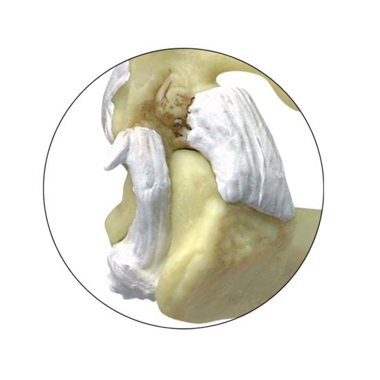Feline Elbow and Shoulder Anatomy Model