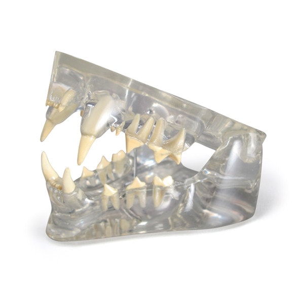 Clear Feline Jaw Anatomy Model