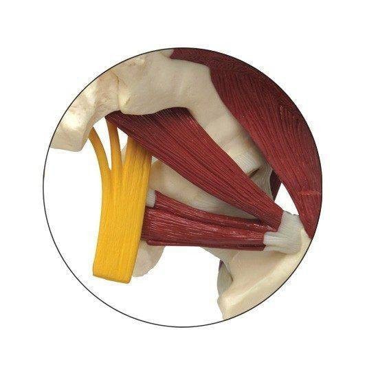 Muscled Hip with Sciatic Nerve Anatomy Model