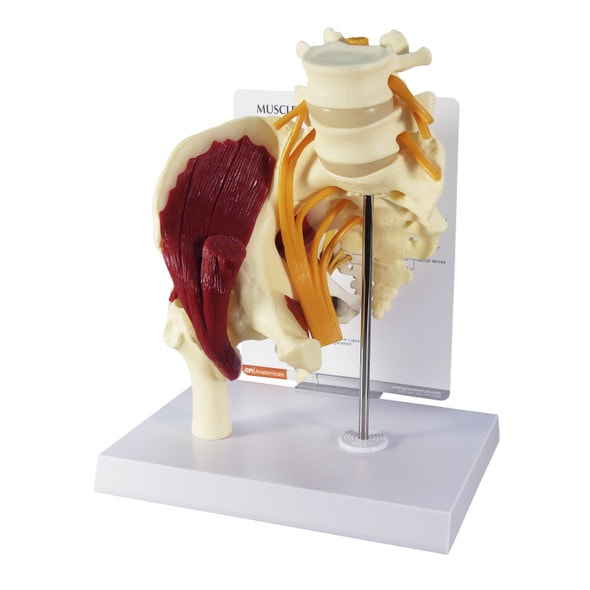Muscled Hip with Sciatic Nerve Anatomy Model