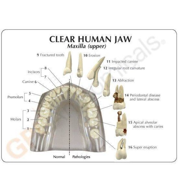 Clear Human Jaw with Teeth Anatomy Model Clear Human Jaw with Teeth Anatomy Model