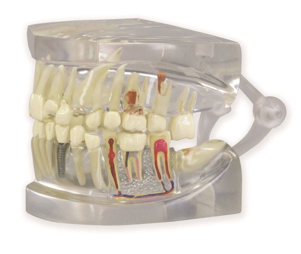 Clear Human Jaw with Teeth Anatomy Model Clear Human Jaw with Teeth Anatomy Model