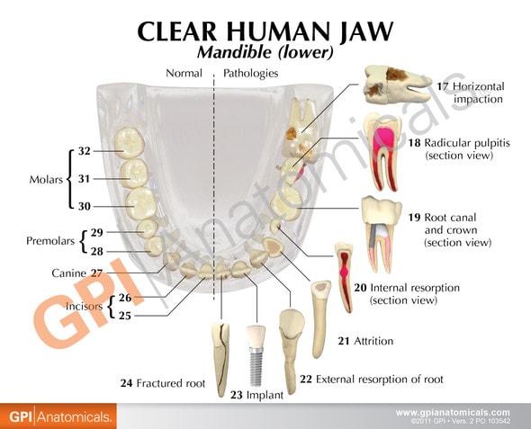 Clear Human Jaw with Teeth Anatomy Model