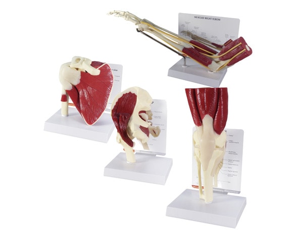 Muscled Joint Model Set