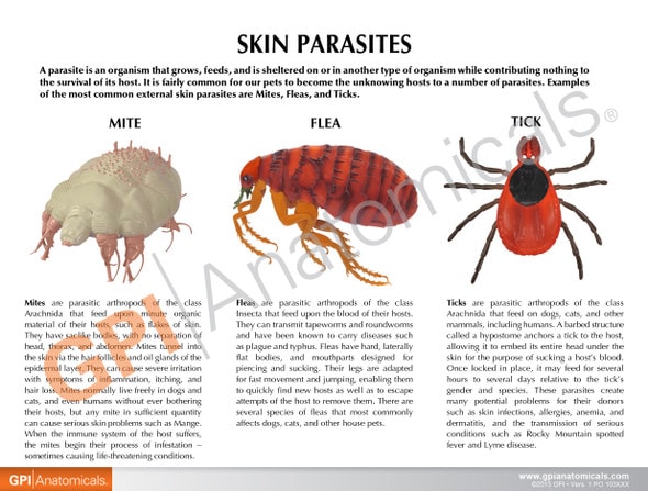 Canine Skin Parasites - font