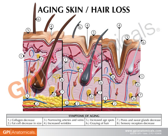 Aging Skin, Hair Loss and Normal Skin Anatomy Model