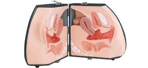 KOKEN Female Organ Model Type I