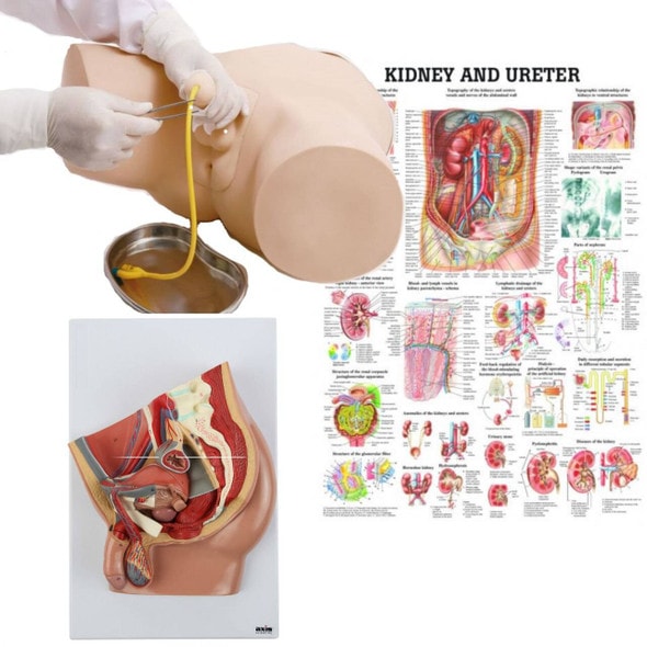 Male Catheter Trainer and Urinary System Kit with all the components Male Catheter Trainer and Urinary System Kit with all the components