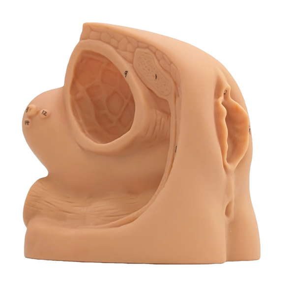 Anatomy Lab Female Genital Organ and Catheterization Model Anatomy Lab Female Genital Organ and Catheterization Model