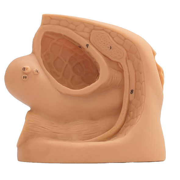 Anatomy Lab Female Genital Organ and Catheterization Model Anatomy Lab Female Genital Organ and Catheterization Model