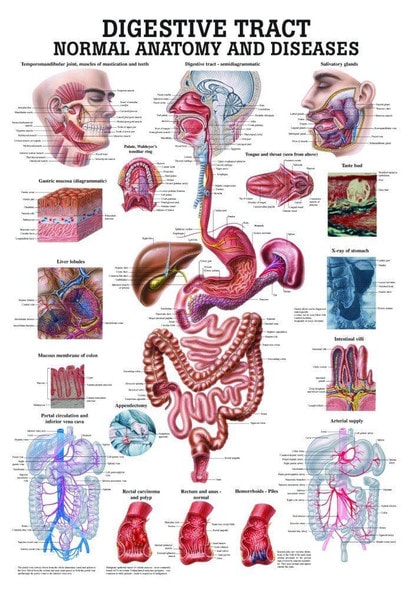 The Digestive Tract - Normal and Diseased Laminated Anatomy Chart The Digestive Tract - Normal and Diseased Laminated Anatomy Chart