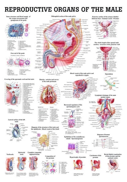 Male Genital Organs Laminated Anatomy Chart Male Genital Organs Laminated Anatomy Chart