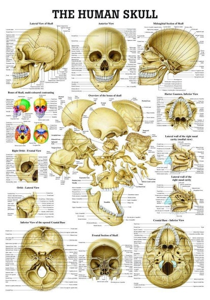 The Human Skull Laminated Anatomy Chart The Human Skull Laminated Anatomy Chart