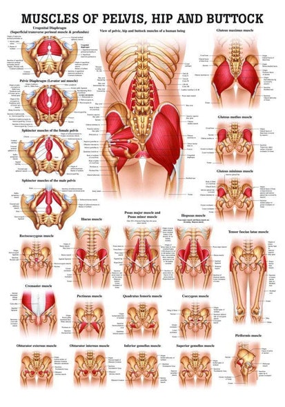 Muscles of Buttock, Hip and Pelvis Laminated Anatomy Chart Muscles of Buttock, Hip and Pelvis Laminated Anatomy Chart
