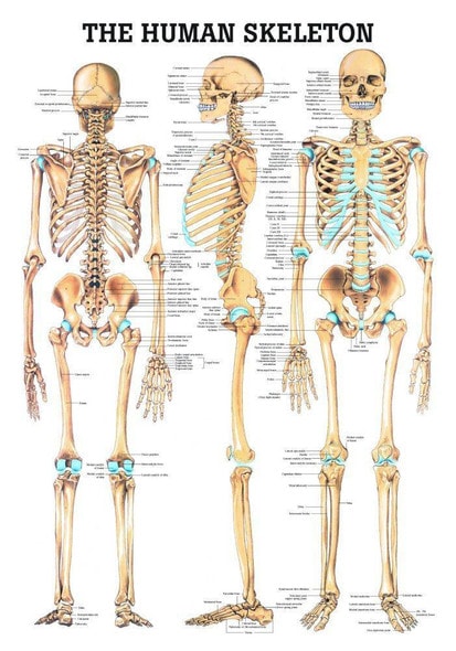 The Human Skeleton Laminated Anatomy Chart The Human Skeleton Laminated Anatomy Chart
