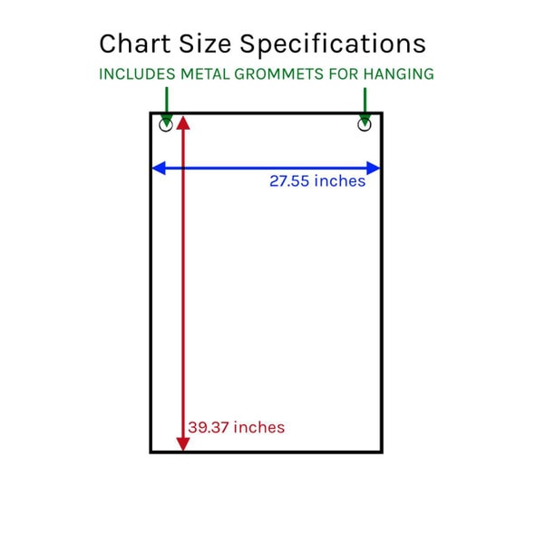 The Human Skeleton Laminated Anatomy Chart The Human Skeleton Laminated Anatomy Chart