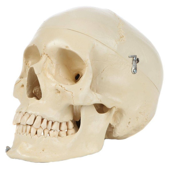 Rudiger Anatomie Premium Structured 4-Part Human Skull Rudiger Anatomie Premium Structured 4-Part Human Skull